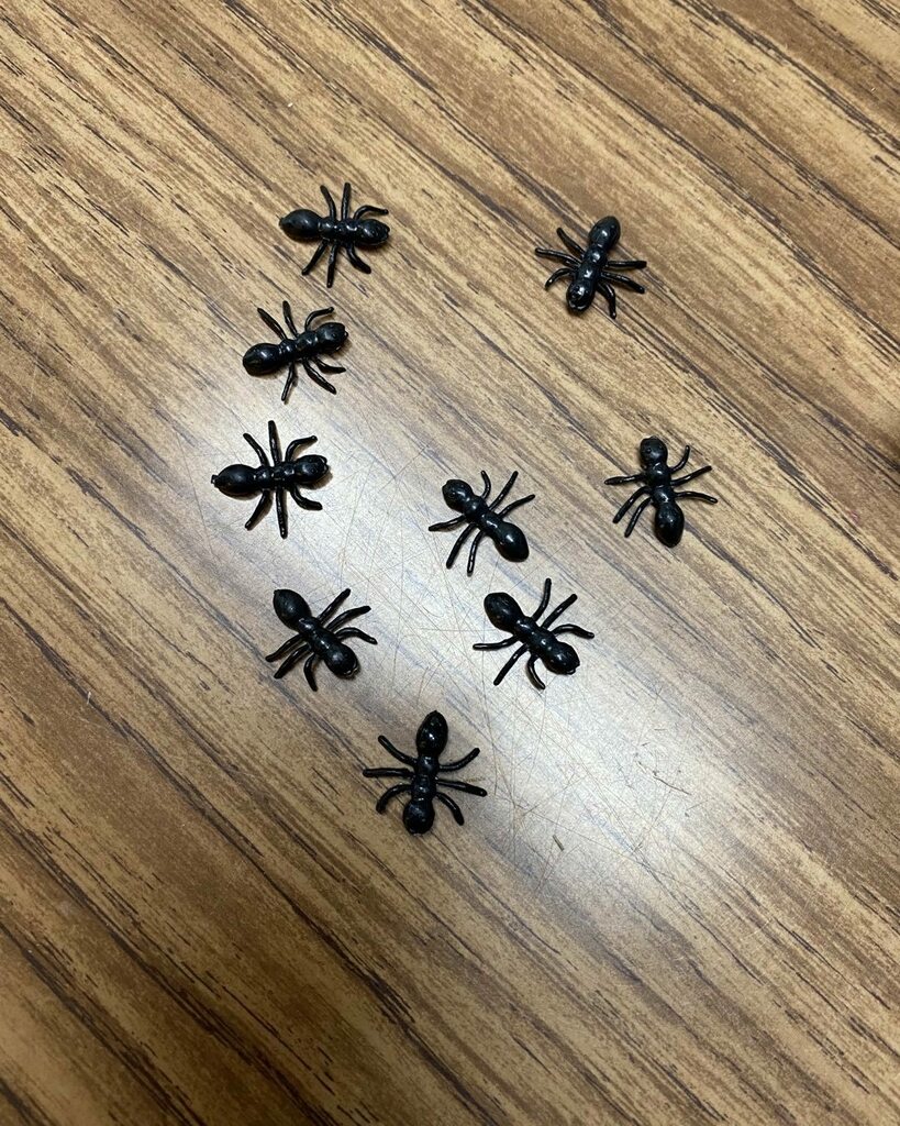 MrsBernierUCS's tweet photo. Lots of April fools tricks happening in our class today.  Ask your child about the ants, the word search and the Sloof Lirpa bird🤣 https://t.co/Lg2AT97jHo