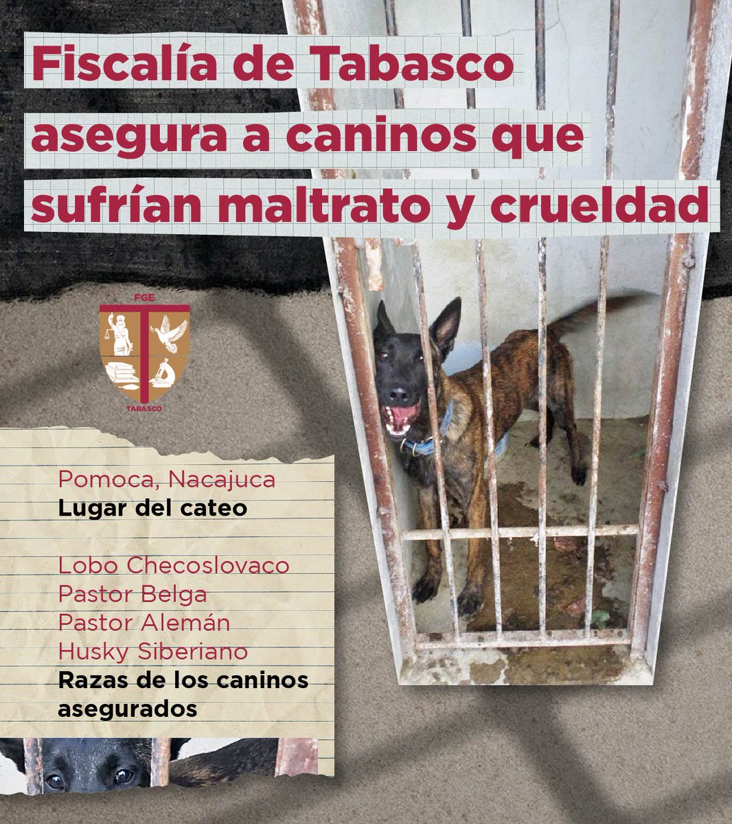 FGETabasco's tweet photo. 🗣️🐕🦮 Tras denuncia, asegura #FiscalíaTabasco distintos caninos que se encontraban en malas condiciones en centro de entrenamiento ubicado en #Pomoca, #Nacajuca. https://t.co/bKPmPZxjcO
