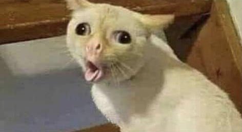 RajelOnos🌒 tweet media