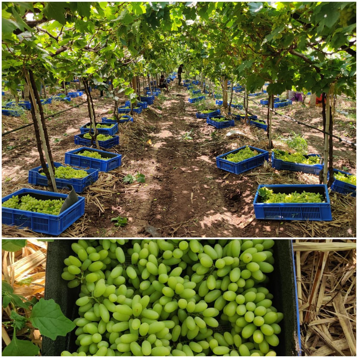 FarmRukmini's tweet photo. Exported to dubai from @FarmRukmini #grapes https://t.co/T9yt2JRfqS