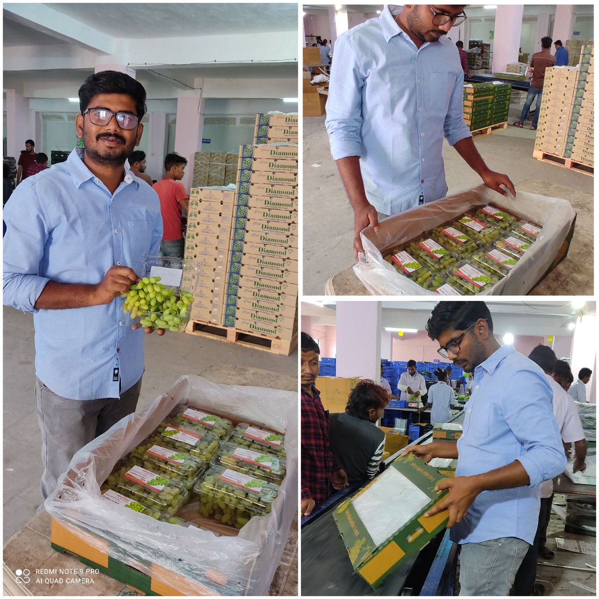 FarmRukmini's tweet photo. Exported to dubai from @FarmRukmini #grapes https://t.co/T9yt2JRfqS