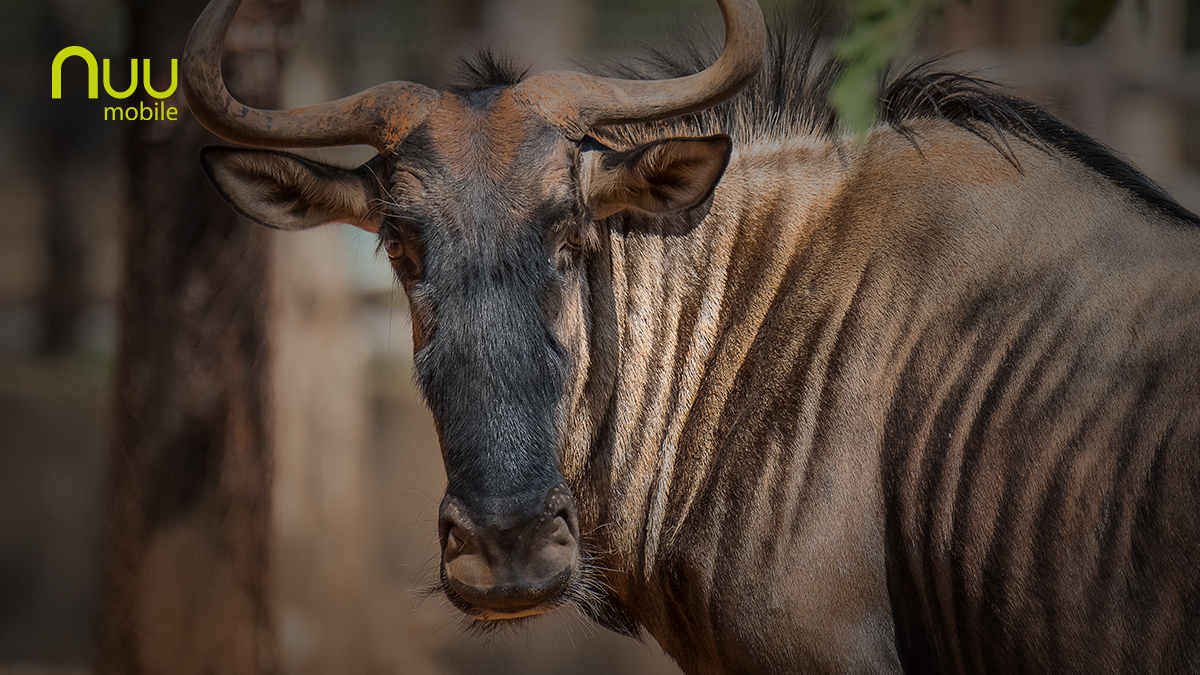 NUUMobile's tweet photo. "What? You weren't serious?"
Soooo... April Fool's, everyone! We're still NUU as ever. But hope you enjoyed it while it lasted!
All that said, we -do- in fact have a bit of a new look coming soon, so please stay tuned.
#NUU #GNU #MPTY #MorePowerToYou #Rebranding #AprilFoolsDay https://t.co/L00KqgbFkC