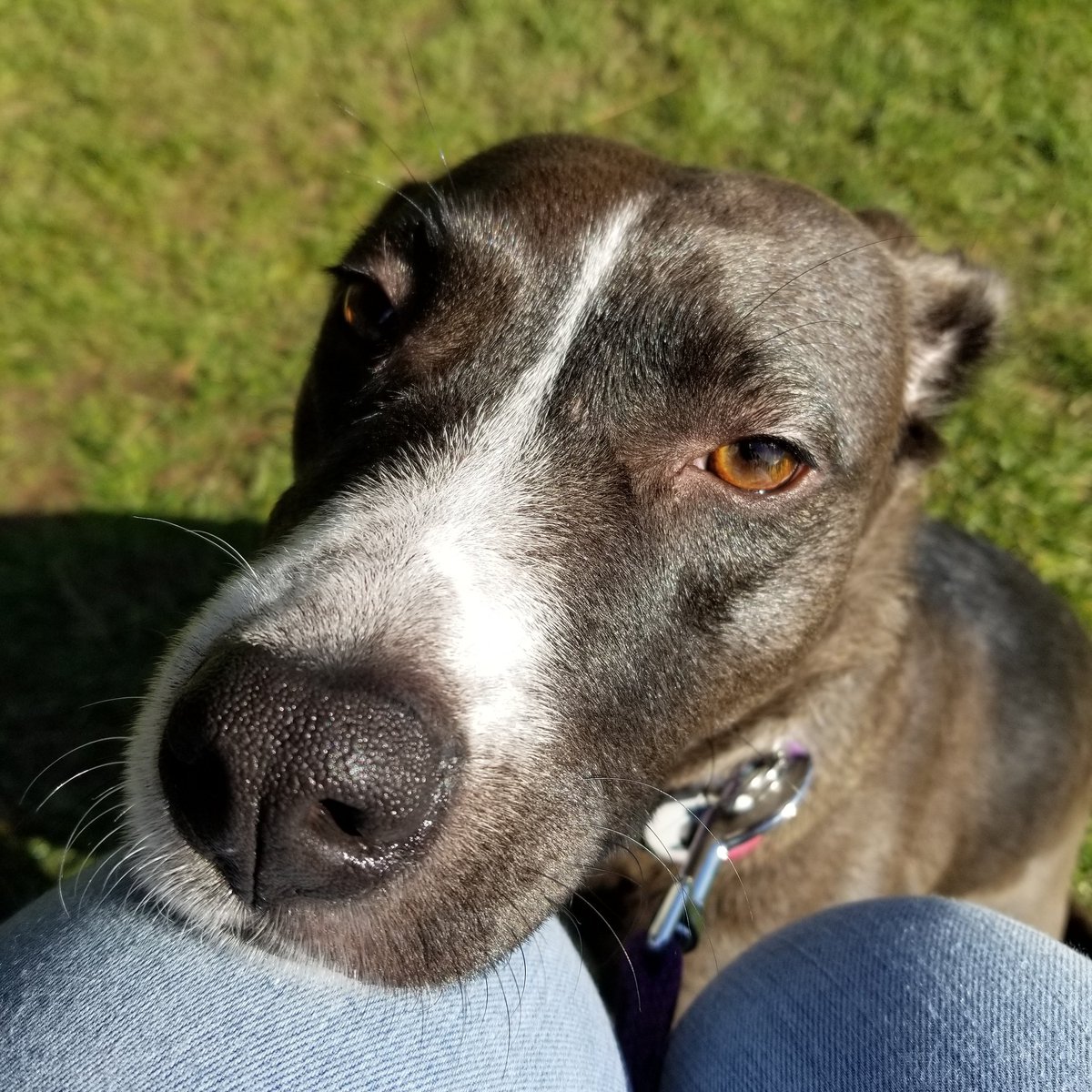 UKUSCAdoggie's tweet photo. Lovely meeting up with Tills at Peace Arch Park...can't wait until our whole family can be together again 😥
#immigration #missingyou #opentheborderplease #lovemydog #dogs #doglovers #dogsoftwitter https://t.co/hX0oZwe2UW