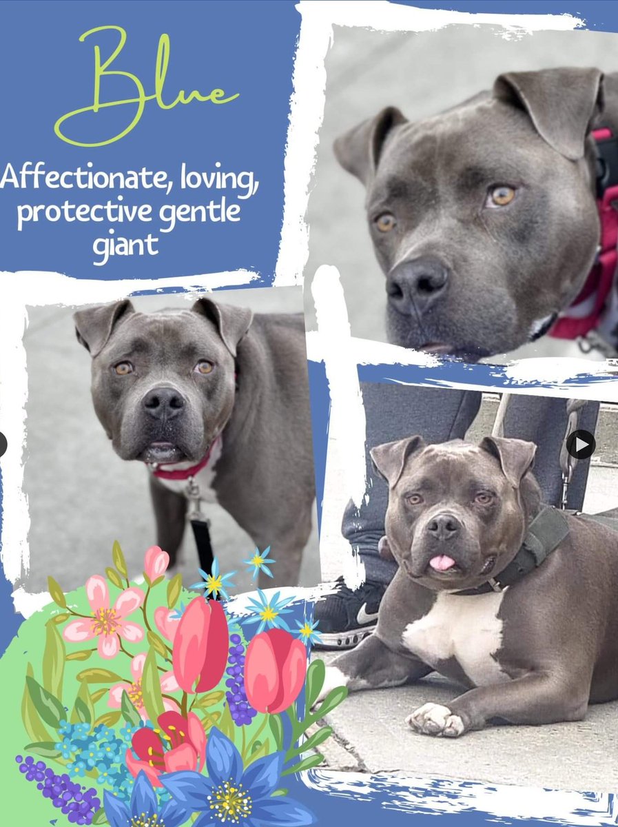 ginachron's tweet photo. ❌#NYCACC PRIORITY MEDICAL❌
BLUE 3yr #112964 Big boy adored owner, who had "No time" + left Blue heartbroken. Now has CIRDC cold, needs exp loving foster/13+home, no dogs, in N East, for TLC + help w new intros https://t.co/jpinPFagvy Email NYCDogsLivesMatter@gmail.com #PLEDGE🙏🏼 https://t.co/LzPy3OAcHw