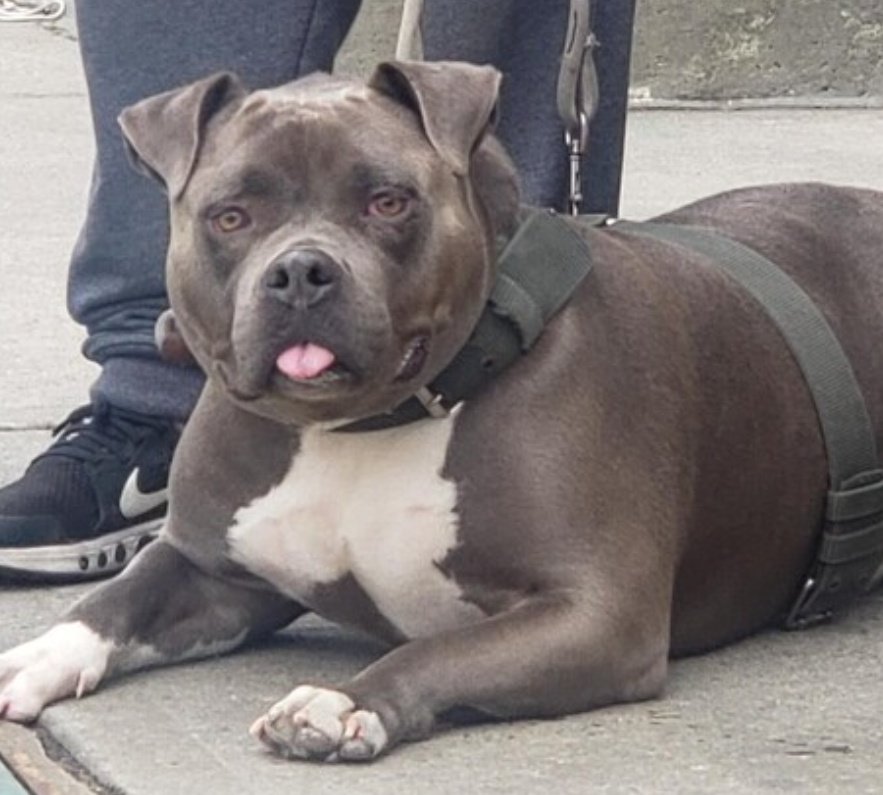 ginachron's tweet photo. ❌#NYCACC PRIORITY MEDICAL❌
BLUE 3yr #112964 Big boy adored owner, who had "No time" + left Blue heartbroken. Now has CIRDC cold, needs exp loving foster/13+home, no dogs, in N East, for TLC + help w new intros https://t.co/jpinPFagvy Email NYCDogsLivesMatter@gmail.com #PLEDGE🙏🏼 https://t.co/LzPy3OAcHw