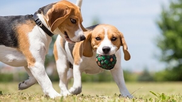 howpetcare's tweet photo. April month is active dogs month. Good luck to all dogs and be active.
#ActiveApril #dogs #howpetcare
https://t.co/msuwZ2KB83 https://t.co/ocCRJbdKQu
