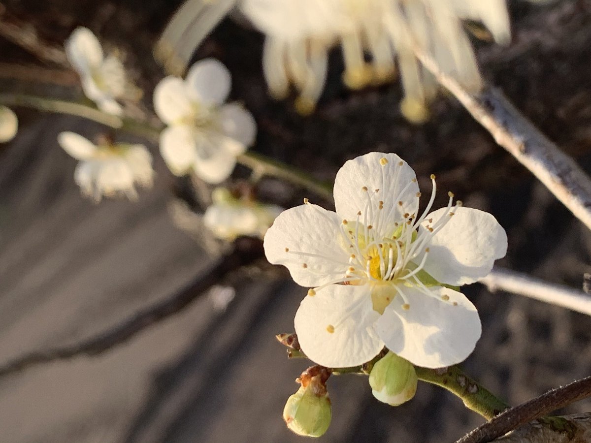 白と青と金色が好きです あと時々ライムグリーン 最近 サボりすぎていたので いま家の庭で咲き始めた花たちを一挙放出 白梅 木瓜 白木蓮 沈丁花 写真で奏でる私の世界 春の花 ダレカニミセタイハナ 誰かに見せたい景色