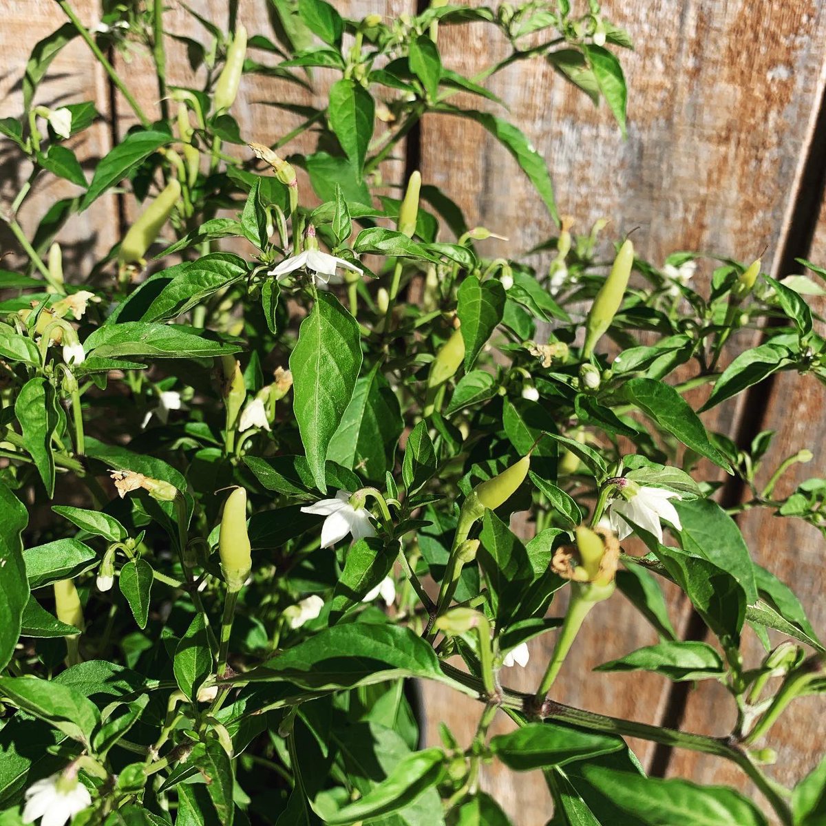 🌺🌿Spring is here and so are the blooms! Check out some of the interesting plants we are working on propagating! Ohhh did I mention some of these are on the website for purchase,  so make sure you take a look! 🌺🌿 #smcisd #venomvines <a href="/SMCISD_CTE/">San Marcos CISD CTE</a> @San_Marcos_FFA <a href="/SMHS_SMCISD/">San Marcos High School</a>