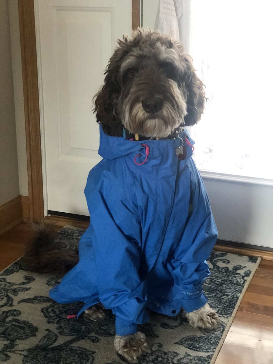 kayla_nunemaker's tweet photo. @DougESPN #tweetyourdog https://t.co/urcRUMkuVi