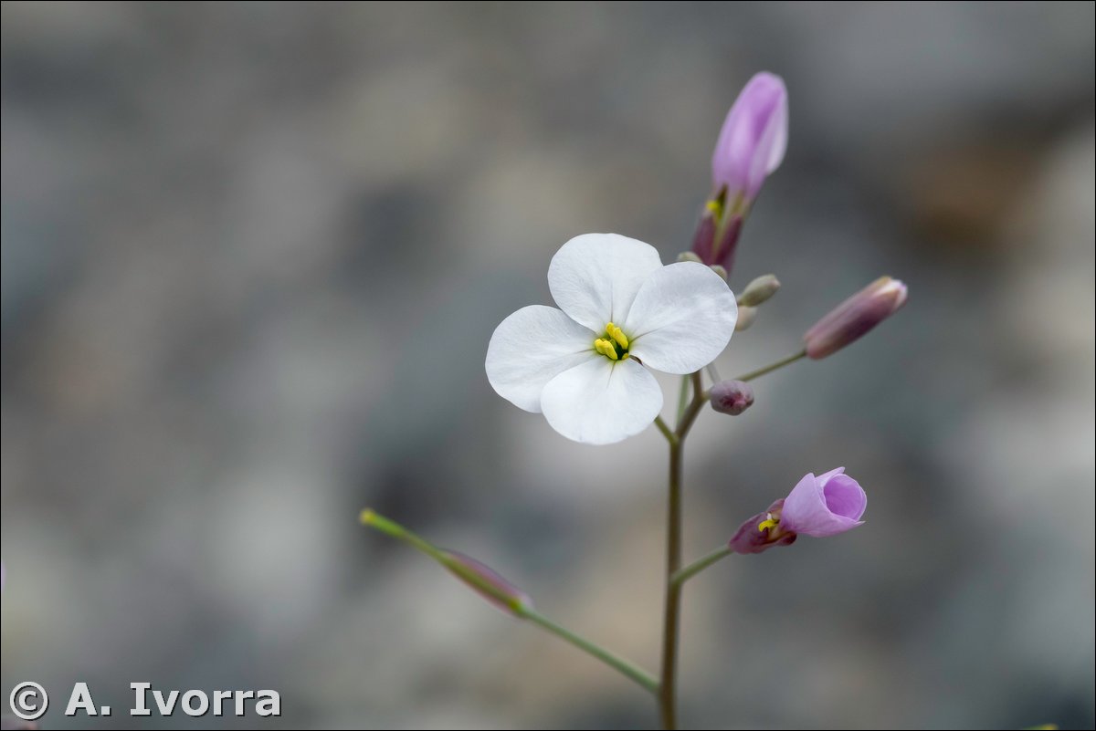 AndresIvorra's tweet photo. Moricandia foetida
Es una hierba anual, glabra, hasta de 50 cm.
Vive en colinas arcillosas, terrenos calizos, a veces subsalinos y en tomillares de carácter estepario, desde el nivel del mar a unos 400 m de altitud. Endémica del sureste de la Península Ibérica. https://t.co/5JsggMPZHQ