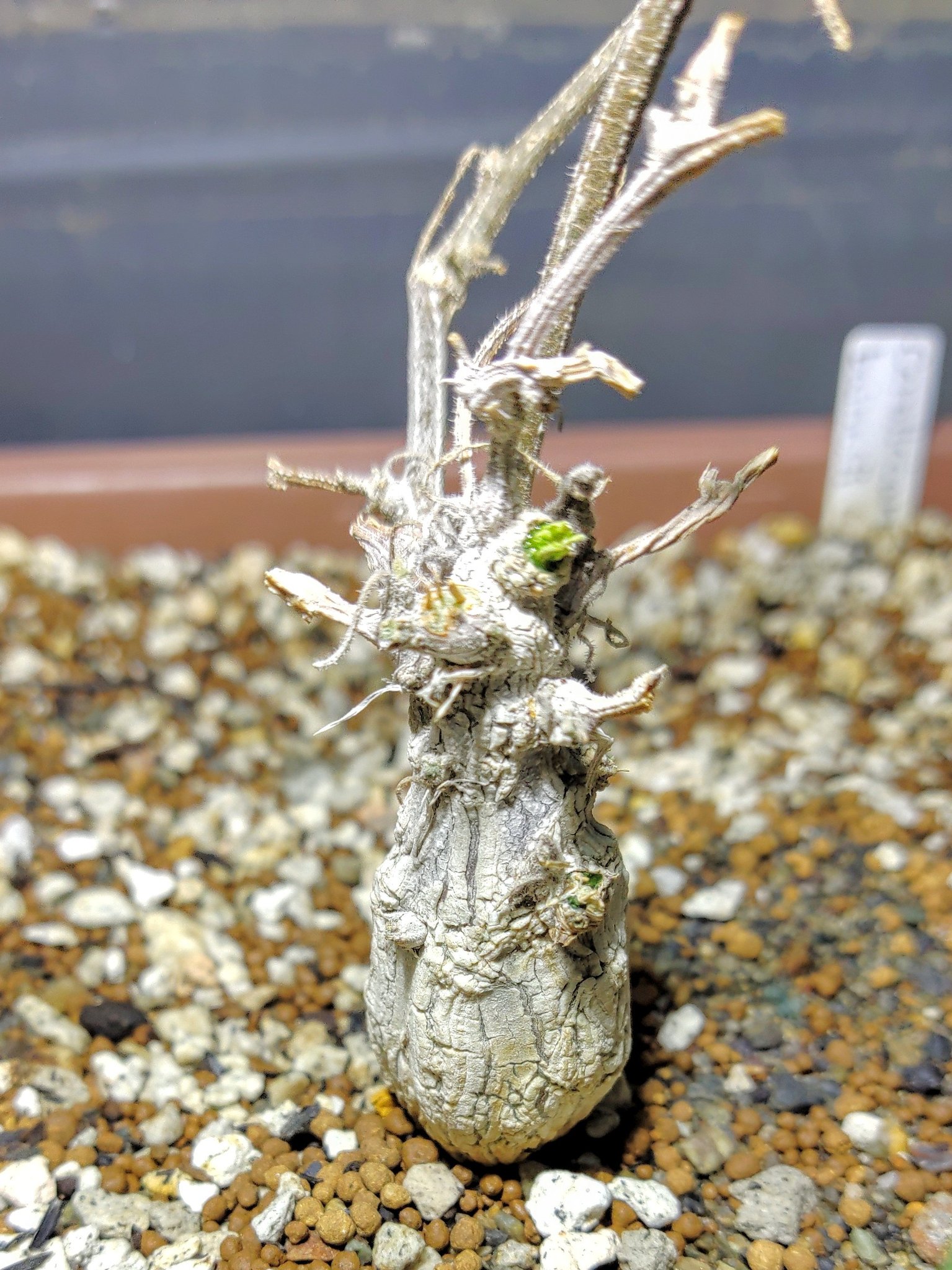 実生@谷島 秀明/Hideaki Yajima on X: 