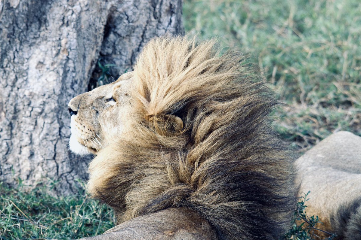 witosafaris's tweet photo. Showing off my new hairstyle 🦁🤪

#manegoals

What do you think of this lion’s crazy mane! Retweet your thoughts 💭 

#AprilFoolsDay #thursdaymorning https://t.co/U65cHkLB4E