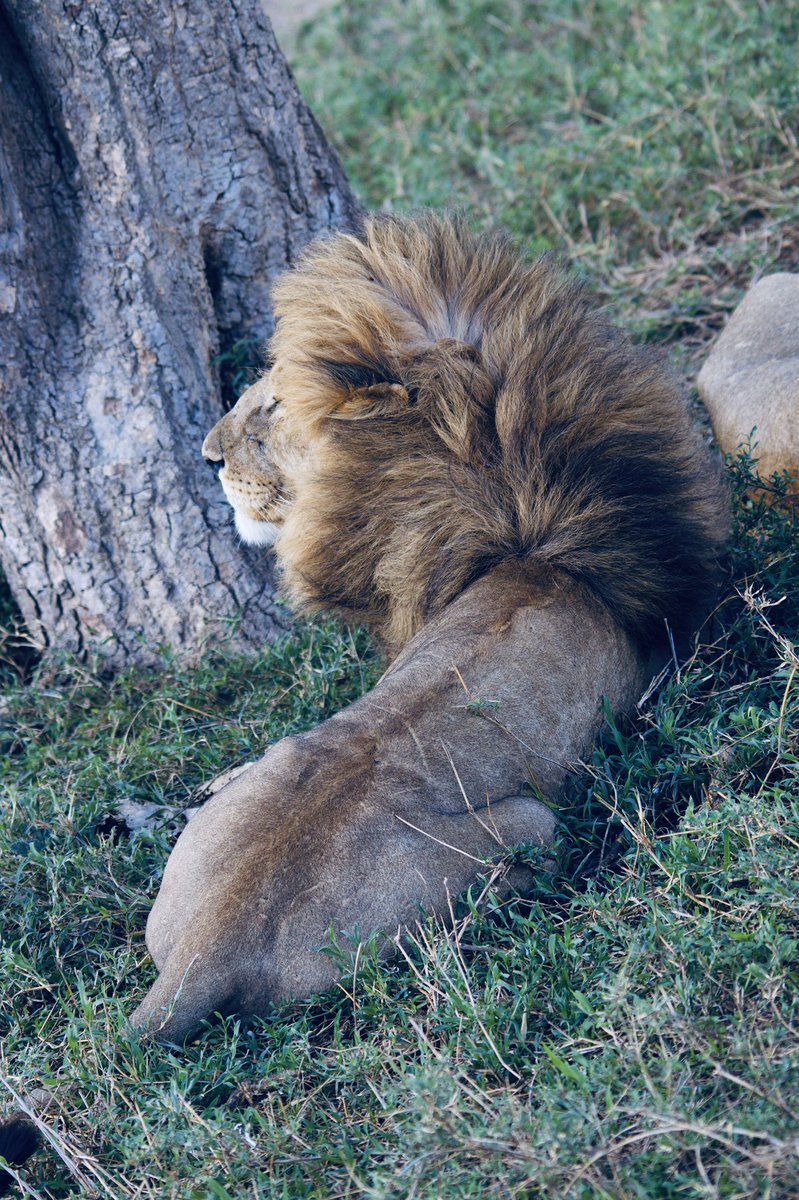 witosafaris's tweet photo. Showing off my new hairstyle 🦁🤪

#manegoals

What do you think of this lion’s crazy mane! Retweet your thoughts 💭 

#AprilFoolsDay #thursdaymorning https://t.co/U65cHkLB4E