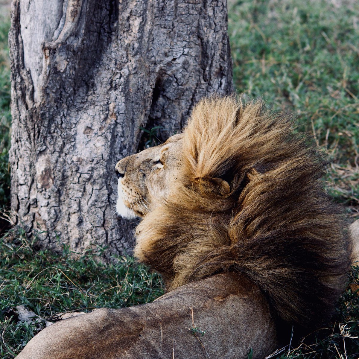 witosafaris's tweet photo. Showing off my new hairstyle 🦁🤪

#manegoals

What do you think of this lion’s crazy mane! Retweet your thoughts 💭 

#AprilFoolsDay #thursdaymorning https://t.co/U65cHkLB4E