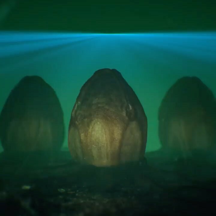 HamishLogie's tweet photo. -:: SOUND ON! ::- Happy Easter!!

Egg model from https://t.co/8bQ0hMpc2o &amp; slime FX from https://t.co/y22VlnaARS

#alien #aliens #alienday #lv426 #426 #xenomorph #hrgiger #alienblackout #alienisolation #redshift #cinema4d #c4d #maxon #aftereffects #adobe #3d #everyday #render … https://t.co/Tkatpdfc6f