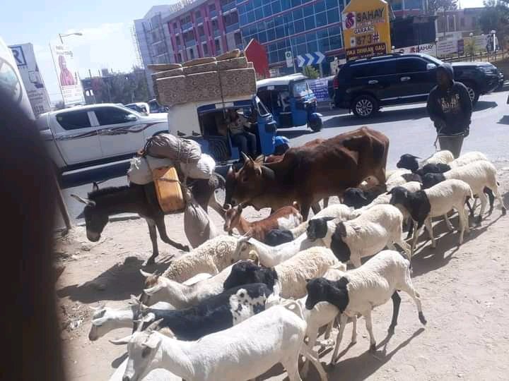 mahamud_shobane's tweet photo. #Halkaani waa #jigjiga sawir #hadlaaya
Nin #gaari buu wataa 
Nina #dameer buu wataa
Nina #xoolaha 

@Abdijafle116 @DiasporaAhmed @NujuumBullaale @Dalmar_DiriE https://t.co/RSDmvp6hWX