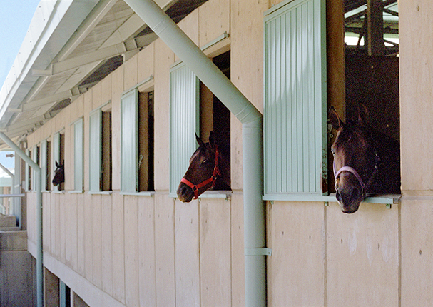 GH2Equine's tweet photo. Natural light and ventilation should be incorporated into any equine facility matter how many stalls are on site (in this case 1,440 stalls across 18 barns). https://t.co/taVv0rCw0i