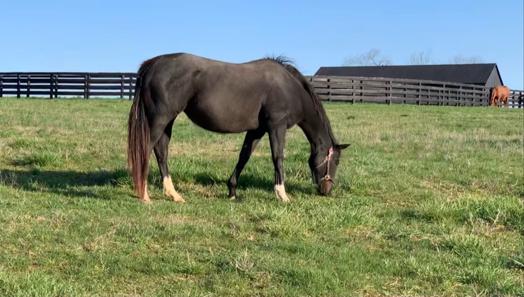 nmrhof's tweet photo. #FoalPatrol Miss Always Ready is past her due date, but there is no foal yet! Head to https://t.co/ELJv5hLuJr to watch the latest update from @Three_Chimneys.
#nmrhof #museumfromhome #threechimneysfarm https://t.co/wGfkDGdb59