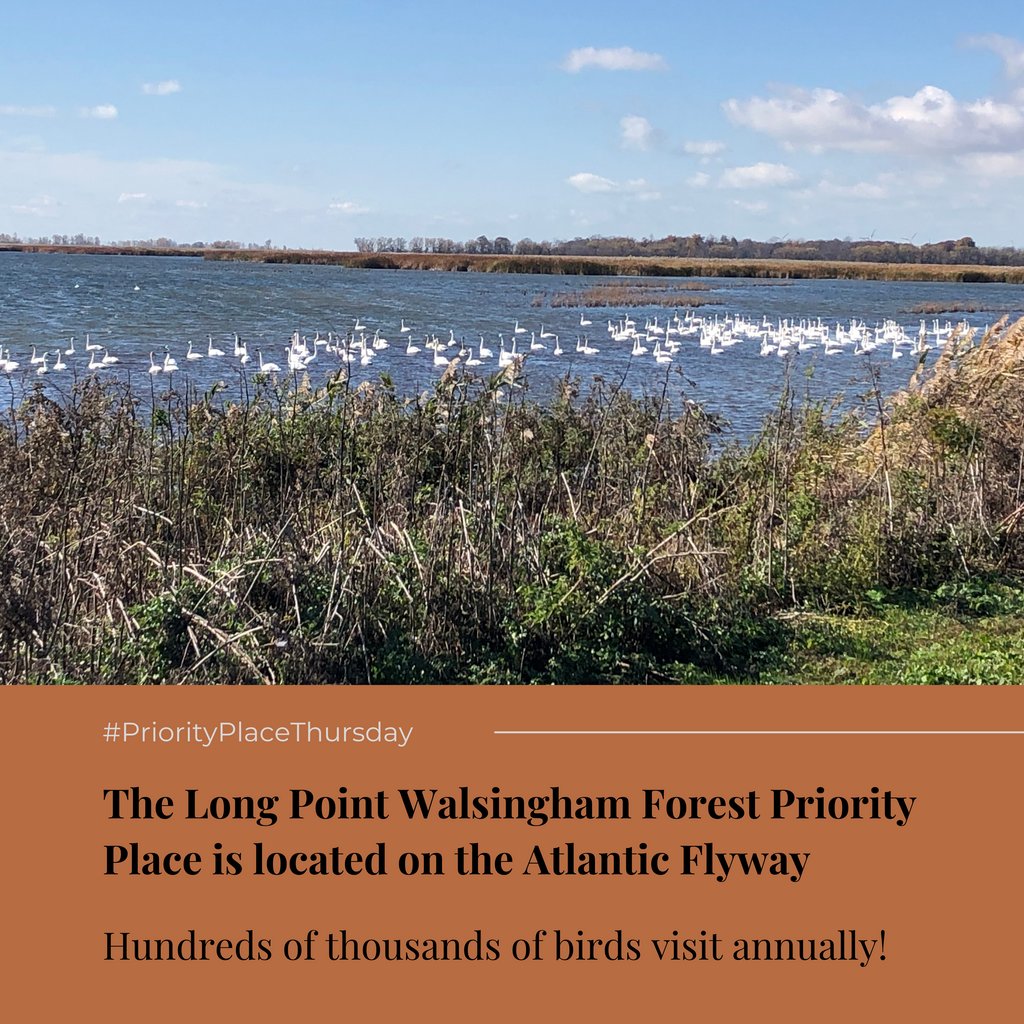 LPWBR's tweet photo. It’s #PriorityPlaceThursday! 
The LPWF provides important stopover habitat for birds during migration. This makes the area great for birding, but the many other species found here prove how valuable the habitat in the LPWF is to all wildlife, &amp; how important it is to preserve it! https://t.co/E7GZG1XKEI