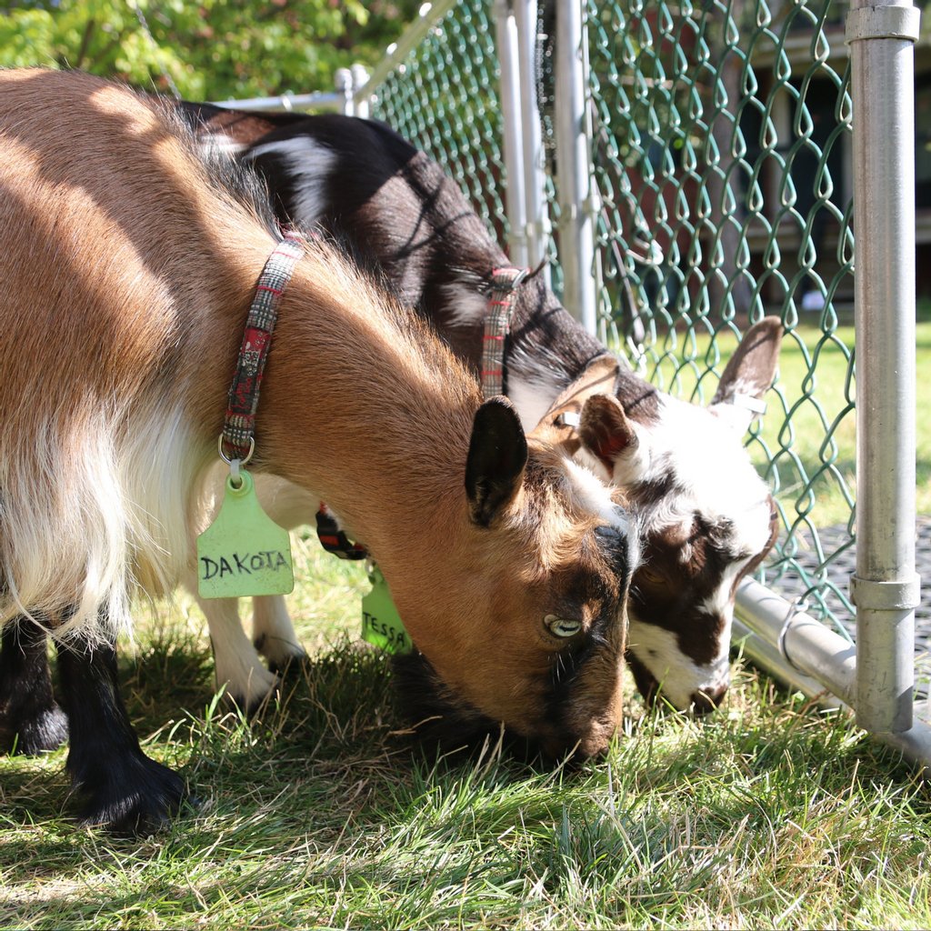 uofaresidences's tweet photo. It's been nearly a year in the making, but Residence Services is so excited to announce the launch of a new pilot project in Nîpisîy House.

💯 Get better grades
⭐ Improve your wellbeing
🐐 Pet goats every day

Read the full announcement:
https://t.co/qGXi847xf8 https://t.co/1CWg1tI0Jw