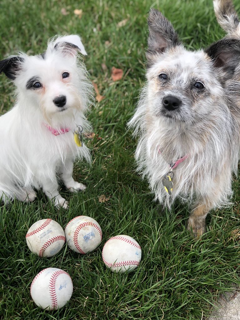 kayla_nunemaker's tweet photo. @DougESPN Koko &amp; Kookie are ready for opening day! 🐶⚾️ #MLBOpeningDay https://t.co/HdGjlc8DmW