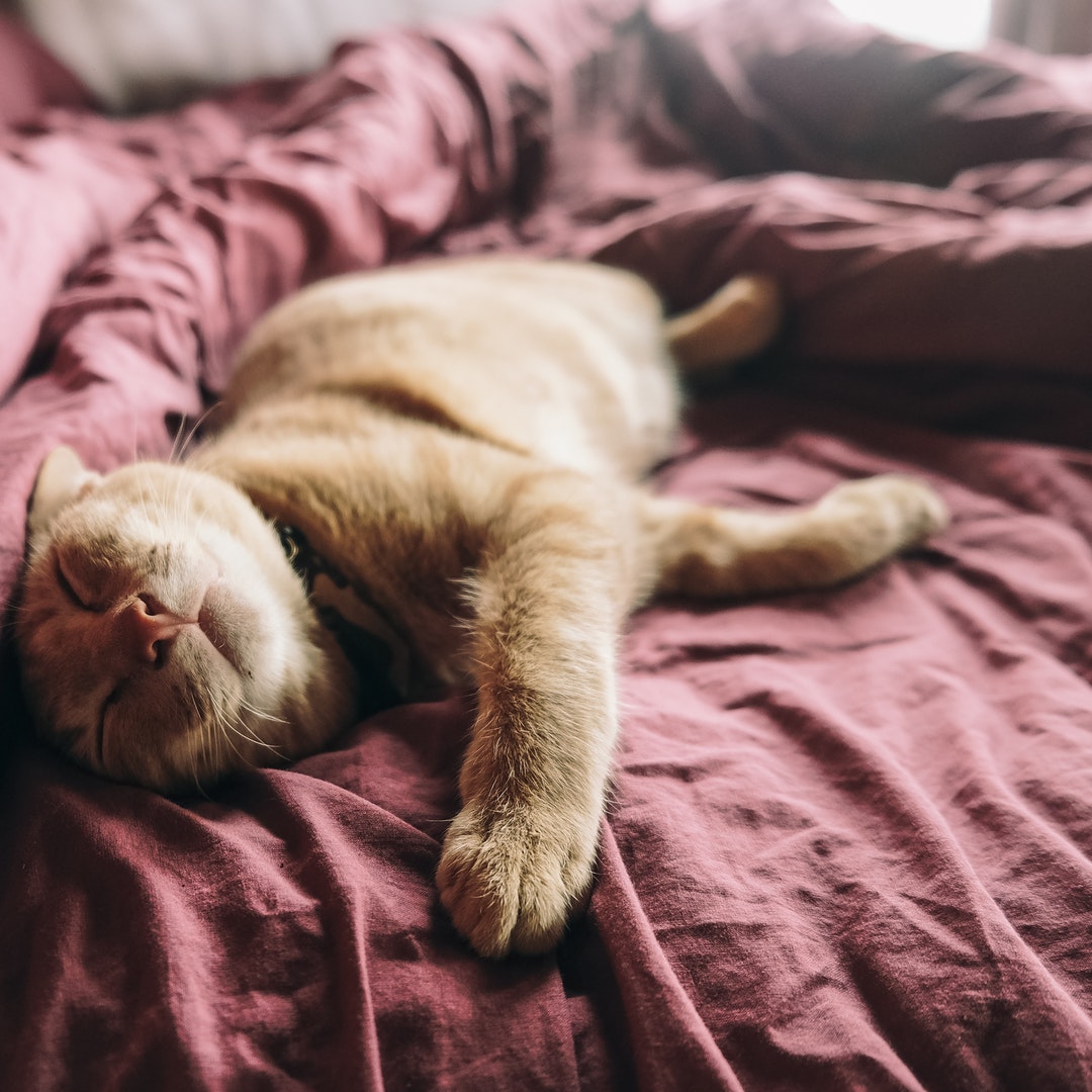 catthz11's tweet photo. “No home is complete without the pitter-patter of kitty feet.”
#cat
#cats #CatsOfTwitter #Caturday #catsofinstagram #CathyDollxBrightWin #OpeningDay #ForTheA #thursdaymorning #SquadUp #DogeDay #FilmOutIsComing #ThursdayThoughts #thursdayvibes #GoCubsGo https://t.co/8ggjEQaHSQ