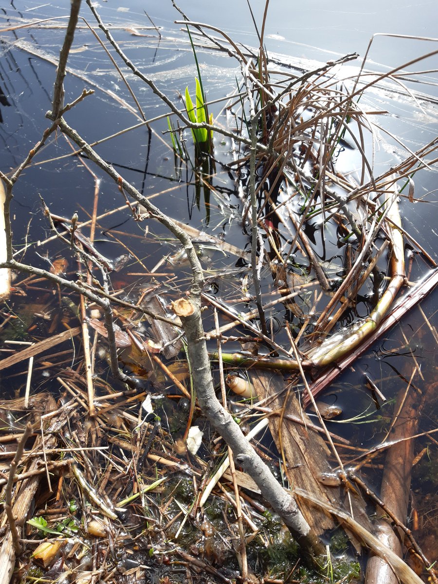 beaverafanc's tweet photo. The first #beaver field signs at #CorsDyfi. Only a few nibbled branches so far, but they have plenty of food to keep them going in the middle of the enclosure.
#WelshBeaverProject https://t.co/LZP3mSCwWq https://t.co/GAHlUJ7H0V