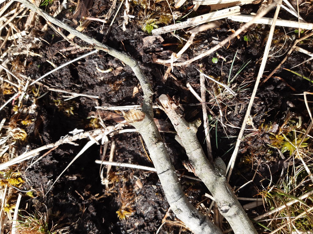 beaverafanc's tweet photo. The first #beaver field signs at #CorsDyfi. Only a few nibbled branches so far, but they have plenty of food to keep them going in the middle of the enclosure.
#WelshBeaverProject https://t.co/LZP3mSCwWq https://t.co/GAHlUJ7H0V