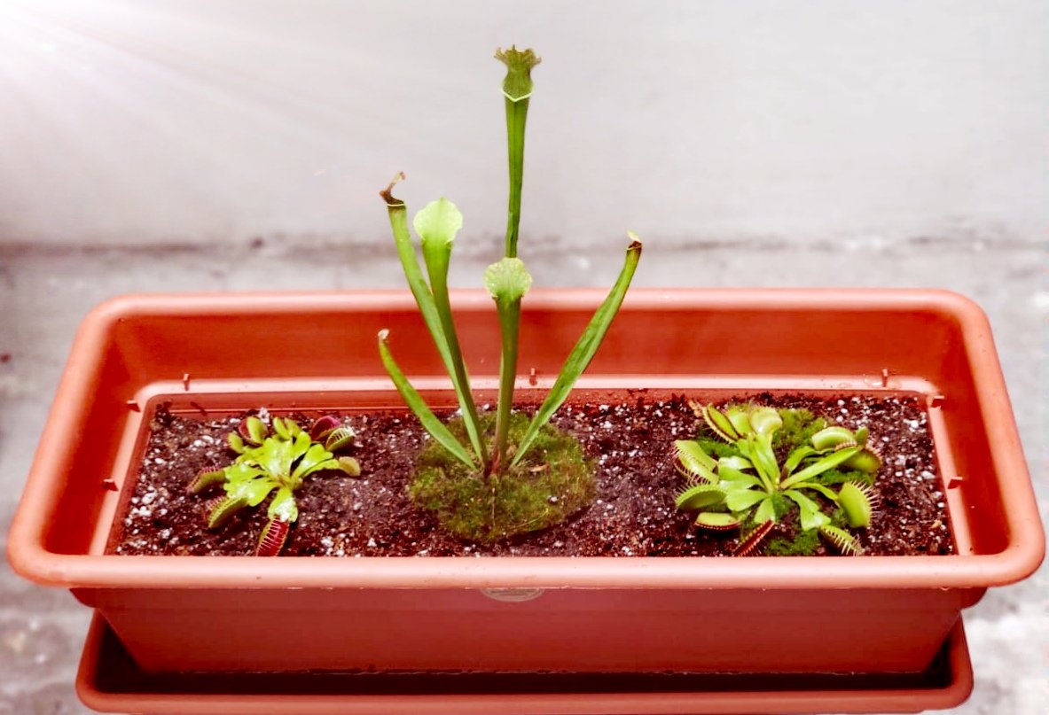 AldoQuike's tweet photo. Tocó cambio de maceta a las #Dionaea y a la #Sarracenia
Y las #Droseras aún son unas bebés 😍🌷🍃❤️
#PlantasCarnívoras #carnivorousplants #sarraceniahybrid #Plantas https://t.co/Gs1Nl1wZm1