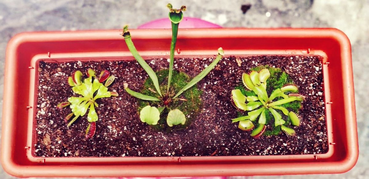 AldoQuike's tweet photo. Tocó cambio de maceta a las #Dionaea y a la #Sarracenia
Y las #Droseras aún son unas bebés 😍🌷🍃❤️
#PlantasCarnívoras #carnivorousplants #sarraceniahybrid #Plantas https://t.co/Gs1Nl1wZm1