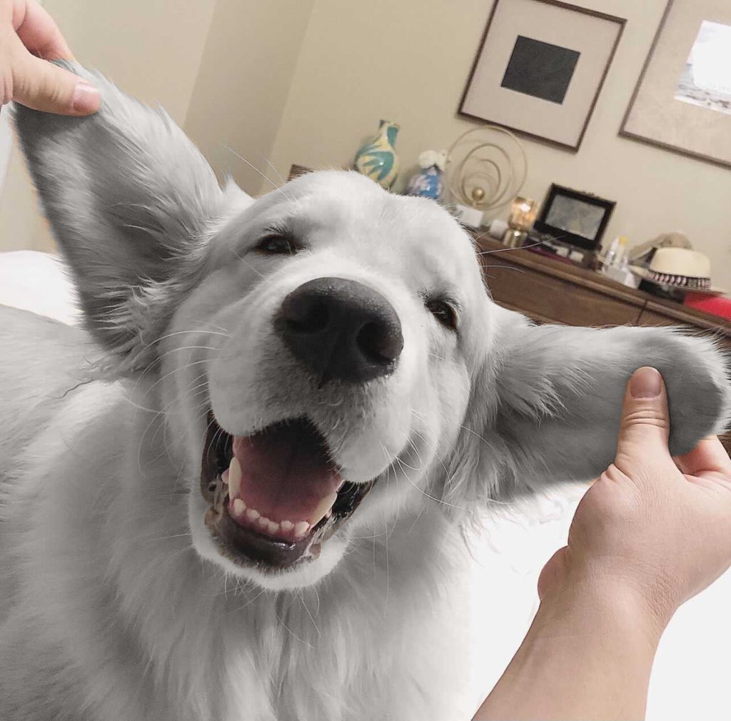 This is Maui. He’s the very first confirmed silver retriever. Experts believe his birthplace, near Mexico’s Peñasquito silver mine, could be a contributing factor to his unique coloring. Rare as h*ck. 14/10 would be an honor to pet