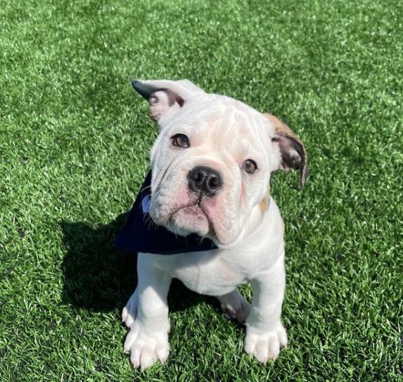 YaleClubNYC's tweet photo. After a unanimous vote in honor of Handsome Dan XIX, we've opened up membership applications to all dogs. You have until April 1, 11:59 pm, to apply!
Photo courtesy of @handsomedanyale

#YaleClub
#YaleClubNYC
#BenefitsofMembership https://t.co/OokHPInk1k