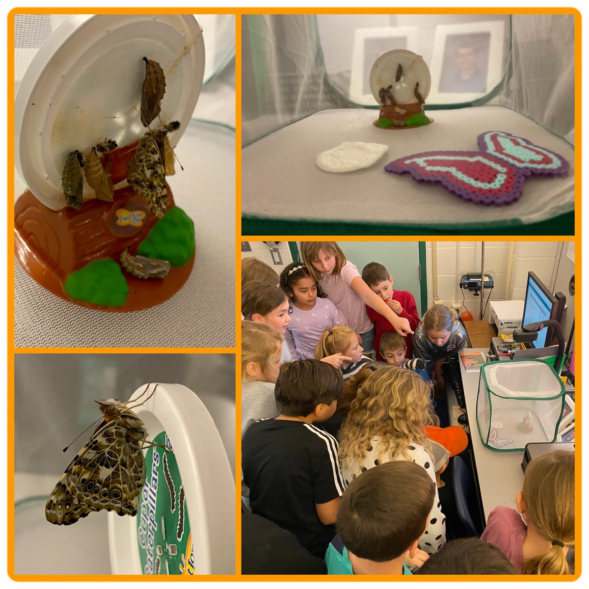 We were able to watch two butterflies emerge! Amazing observations in our class today! 🦋💖 <a href="/HumbleISD_SFE/">Shadow Forest Elem</a>