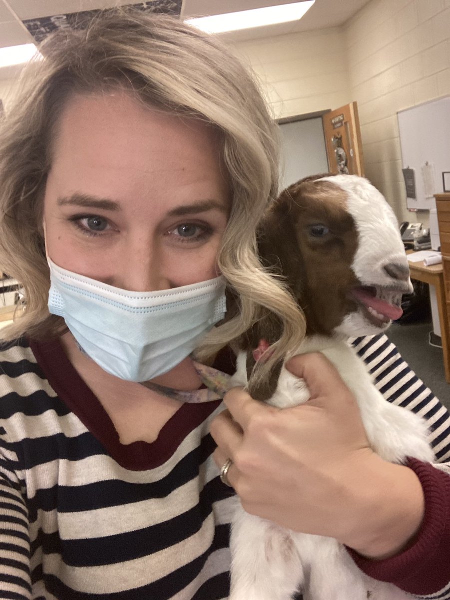 JandJSorrells's tweet photo. I got to see Rose, our new baby goat on campus today 😍 Every school needs a barn! #babygoat #FFA #BrevardHS https://t.co/lmvZEZ9EyA