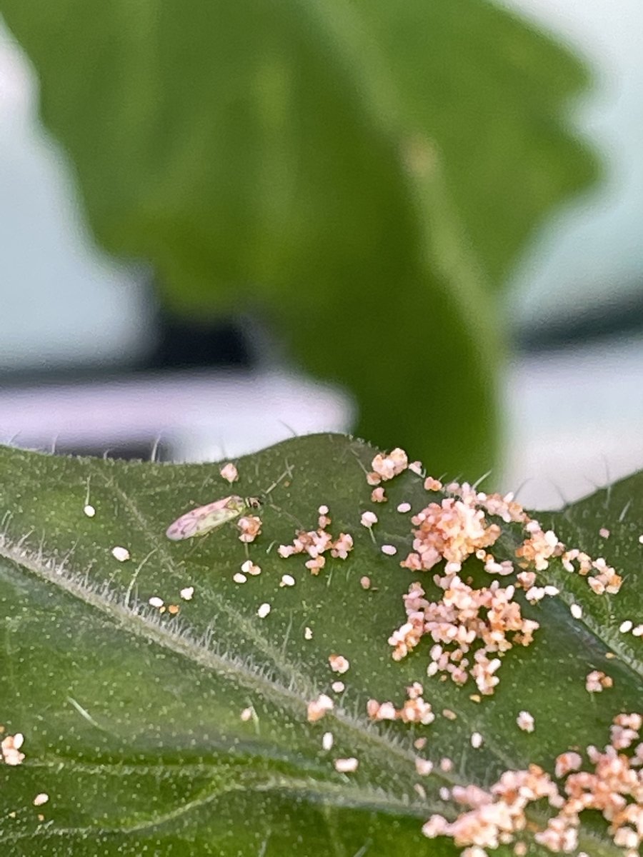 [EU] Fauna lagungarria gure Eusko Label tomate-hazkuntzan (Nesidiocoris Tenuis).
[ES] Fauna auxiliar en nuestro cultivo de tomate Eusko Label (Nesidiocoris Tenuis).
#euskolabel #euskalbaserri #tomatea