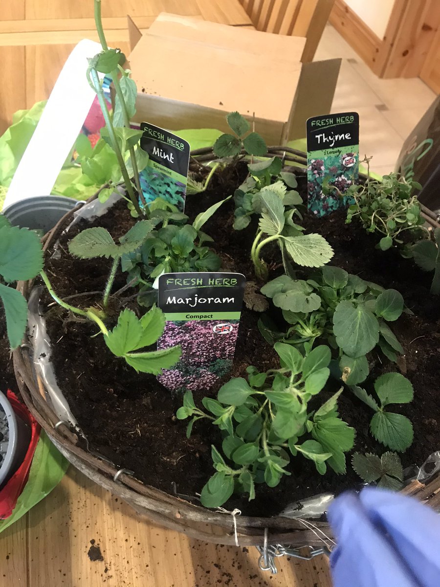 Some very pretty meals in my future! Edible hanging basket ready to go courtesy of my personal gardener and a demo from expert <a href="/paraichorkan/">Paraic Horkan</a> and Bord na Mona  <a href="/GrowiseGarden/">Bord na Móna Growise</a> #MeetMeintheGarden