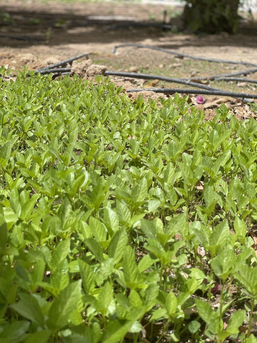QA_Garden's tweet photo. مرحلة النمو #QBGFoodSecurity https://t.co/VMyVWHaYgA