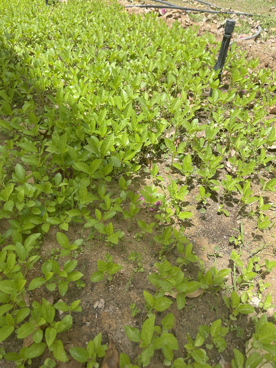 QA_Garden's tweet photo. مرحلة النمو #QBGFoodSecurity https://t.co/VMyVWHaYgA