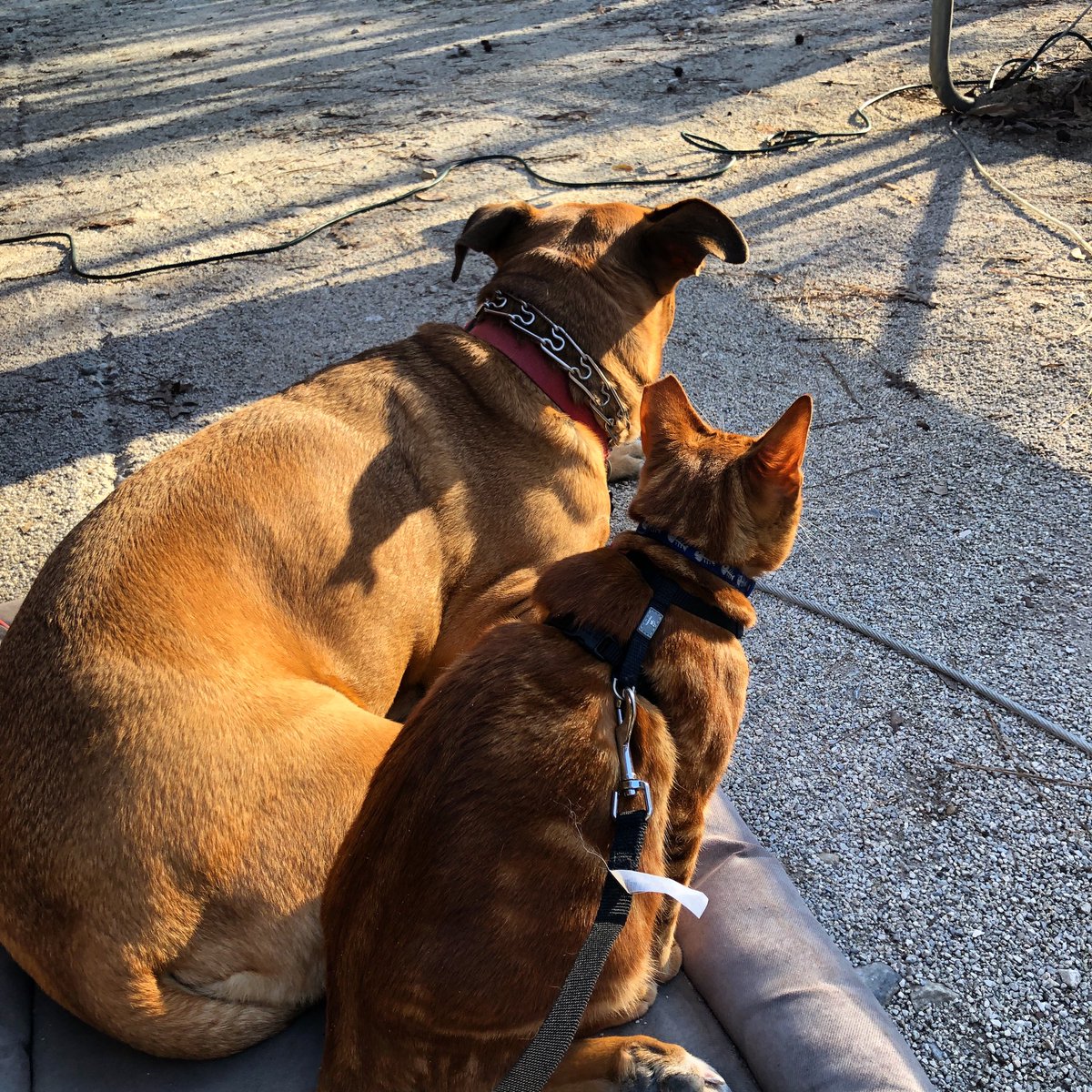 RVTXDog's tweet photo. Happy 1st Birthday to my shadow, my mini-me, my little brother @rvtxcat!! Love ya little man! https://t.co/cywgRSmwir