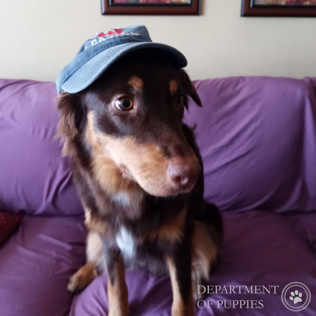 deptofpuppies's tweet photo. It’s with mixed emotions that we announce Treffur, Head of the Media &amp; Dogital Operations Group (mDOG), is leaving the DOP. He's a #bestofbreed, natural leader of the pack &amp; inspired his team to be furmidable. This isn't furwell, Treffur, only fetch ya later! #dogsofDOP #topdogs https://t.co/8sUixRd7n1