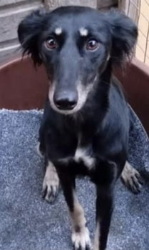 millypod1's tweet photo. FREYA IS HOME. THANKS FOR RT's ๐๐๐พ
#Lost #ScanMe Black & Tan Saluki Female
#Calow #Chesterfield #Derbyshire #S44
Last seen #Arkwright Chesterfield S44
SIGHTING PLZ**
https://t.co/rX52MXxL8Y https://t.co/KtyrOeu3rE
