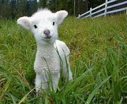hilltopgina's tweet photo. Please don't eat me this Easter 

I do not want to die https://t.co/FetUird6FF