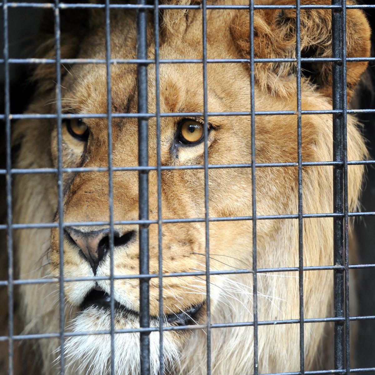 BornFreeFDN's tweet photo. What a difference Born Free makes! Ciam was rescued from the exotic ‘pet’ trade in France, but now lives happily at our South African sanctuary. To adopt a lion visit our website: https://t.co/Cq8h4TgLF9 https://t.co/kjQMaWVrBN