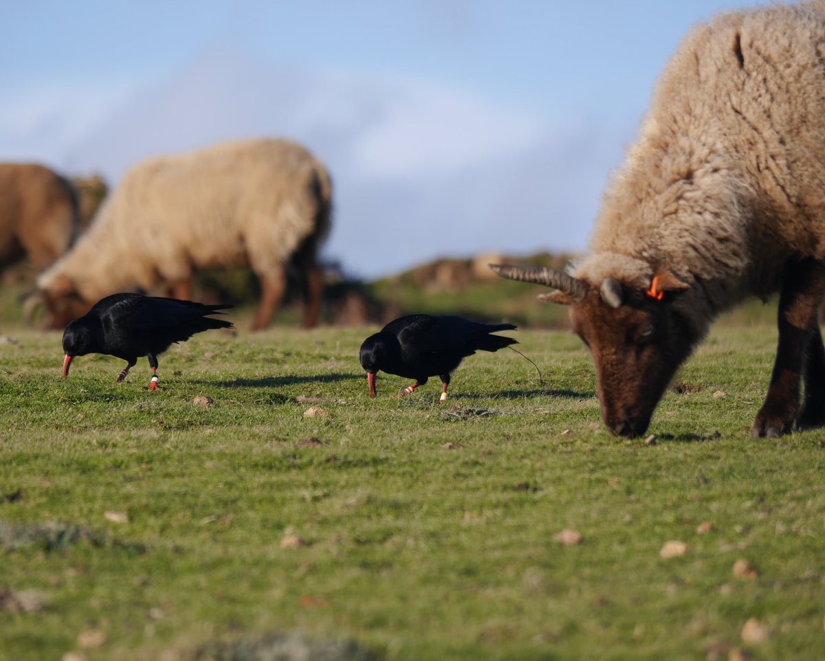 1 #BOU2021 #Break6 
Red-billed #choughs became locally extinct in #JerseyCI. BirdsOnTheEdge.org is a partnership with @DurrellWildlife @NatTrustJersey @GovJersey to manage 🇯🇪 coastline restoring bird populations and return the chough. #reintroduction #conservationgrazing