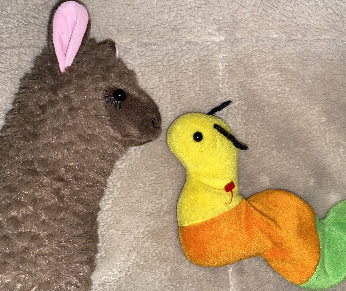 inch_the_worm's tweet photo. making new friends https://t.co/txsdcyiXSS