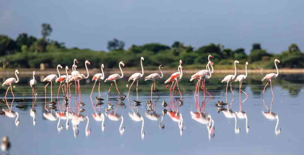ffasterfenay's tweet photo. Lake pulicat https://t.co/T8zO9O3R3n