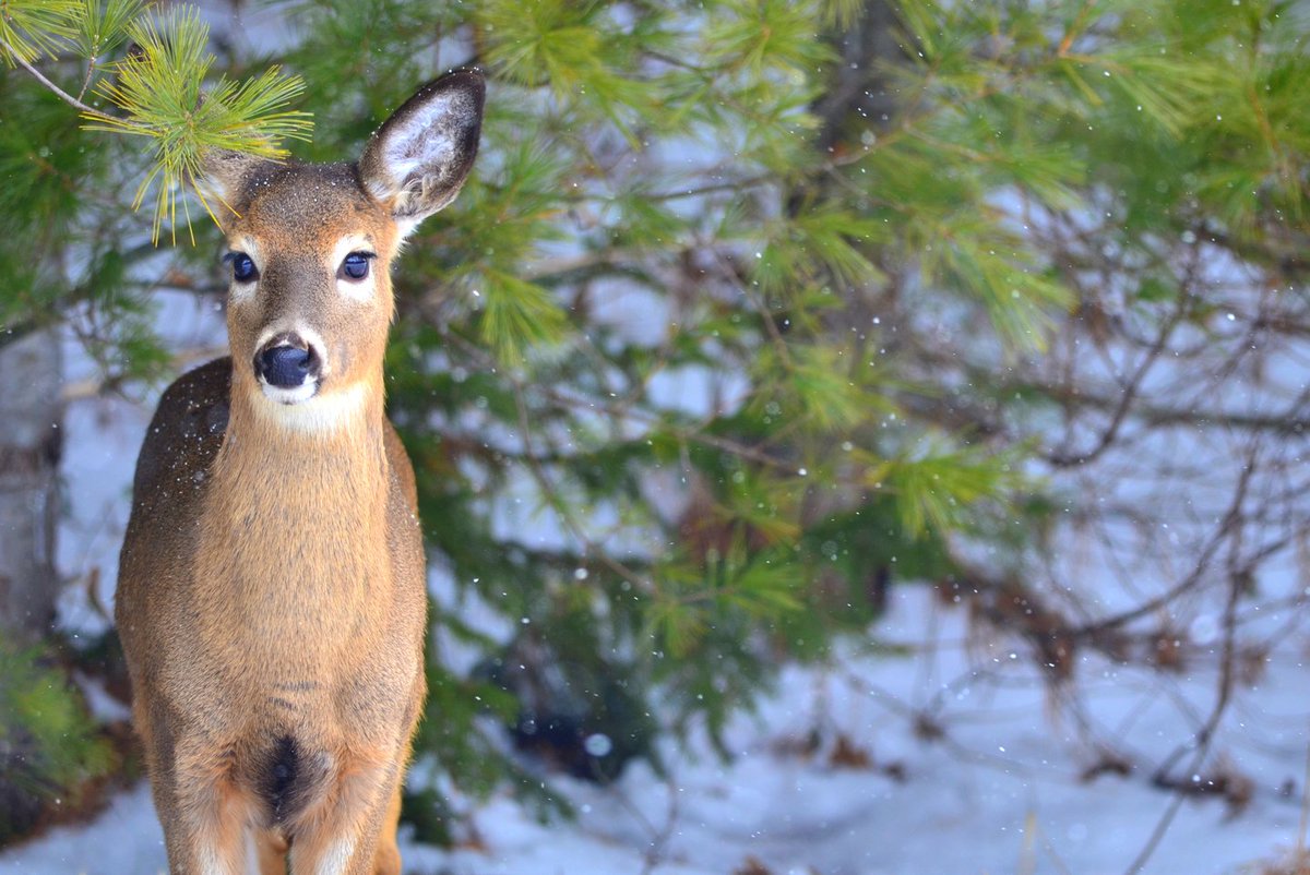 With warmer weather♨️, you might be itching to go on a #hike! 

Let #AdventureSmart come with you🥾by completing a plan on the #AdventureSmartTripPlanApp. 

Download it! now📲!

ow.ly/z4NI50EeT7l