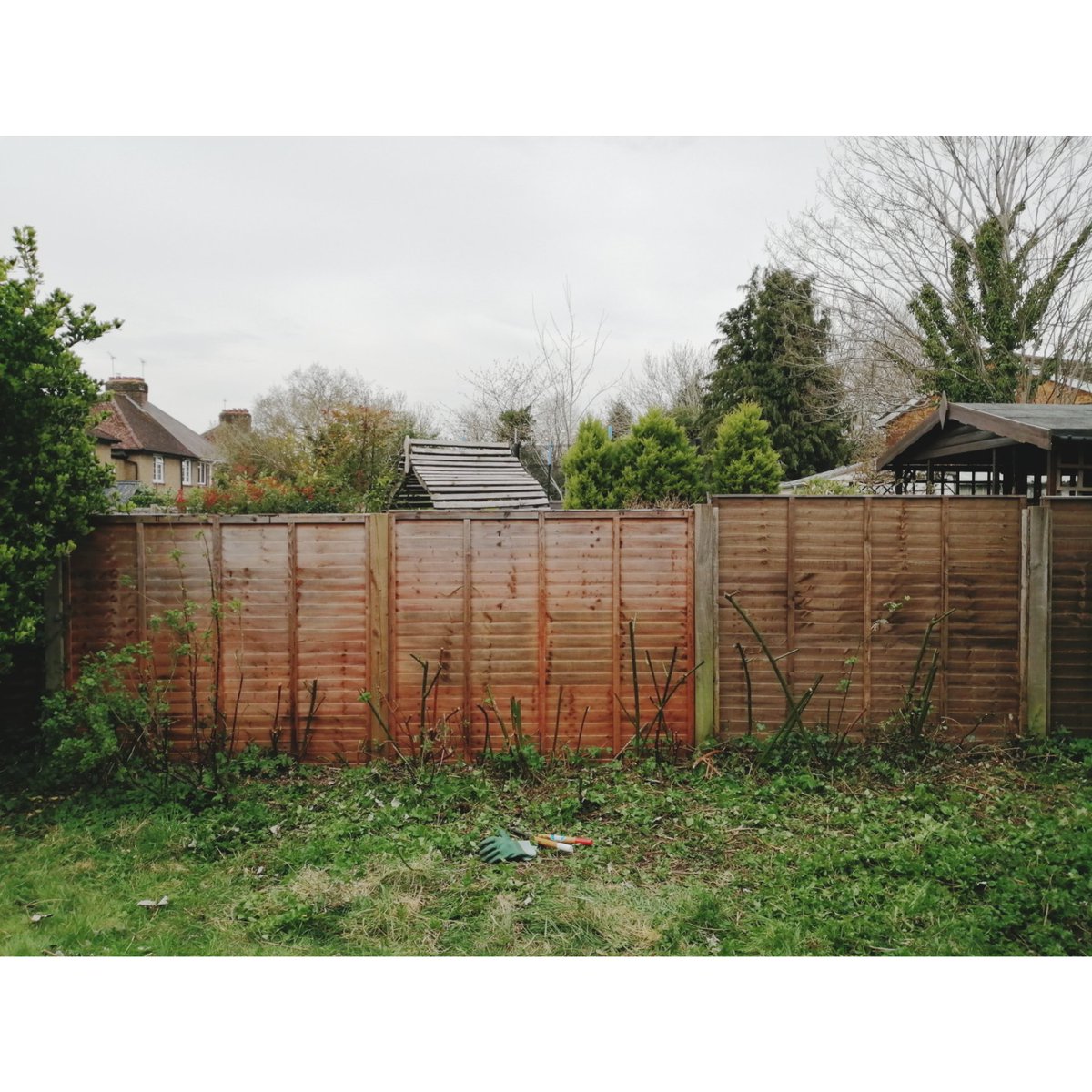 na_okon's tweet photo. Is this the right time to do?🤔
#quietcustomer #shears 
#snipsnip✂️
#brambles #loganberry #redcurrant #gooseberry #berrybush #mygarden #pruning https://t.co/7oJYjHl4OE