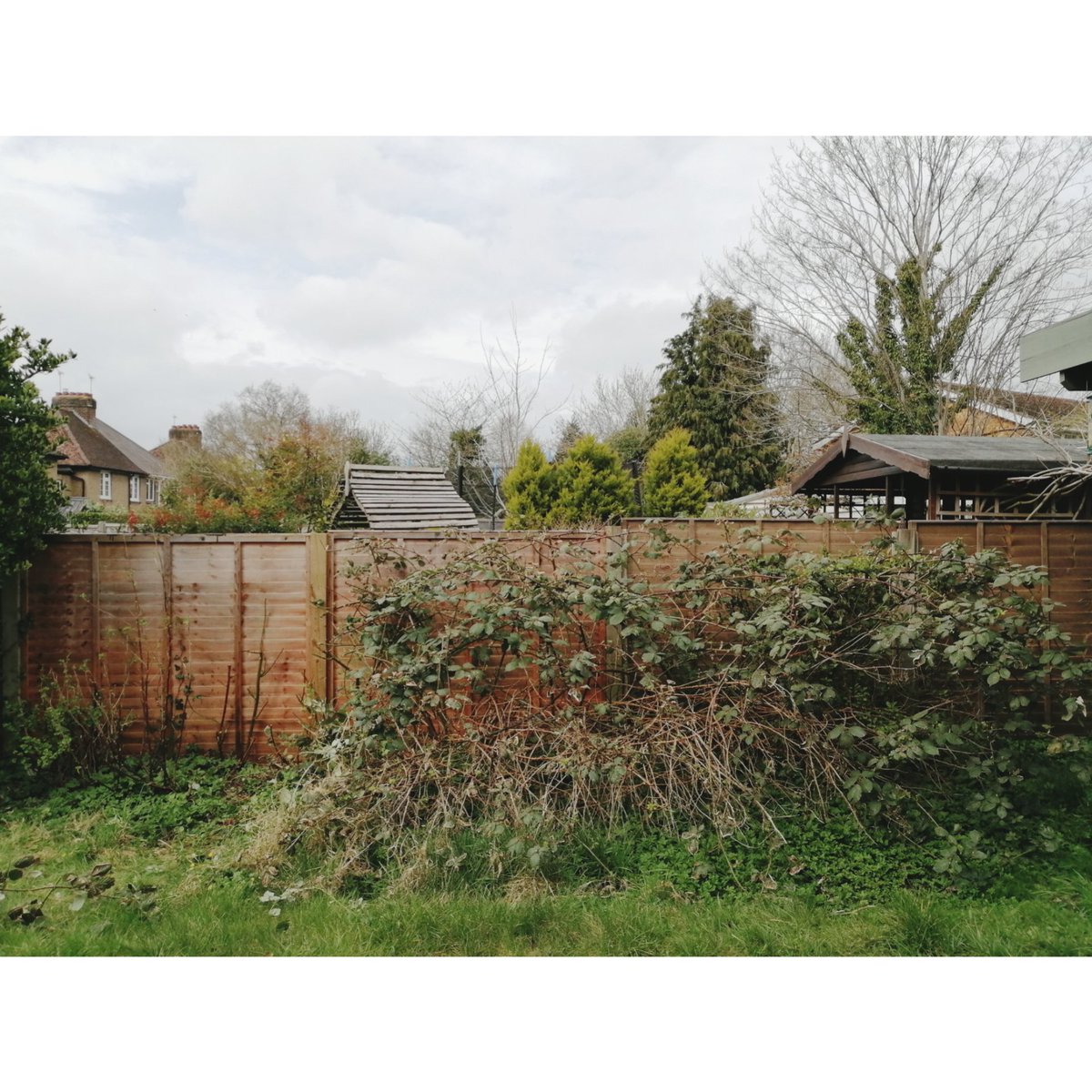 na_okon's tweet photo. Is this the right time to do?🤔
#quietcustomer #shears 
#snipsnip✂️
#brambles #loganberry #redcurrant #gooseberry #berrybush #mygarden #pruning https://t.co/7oJYjHl4OE