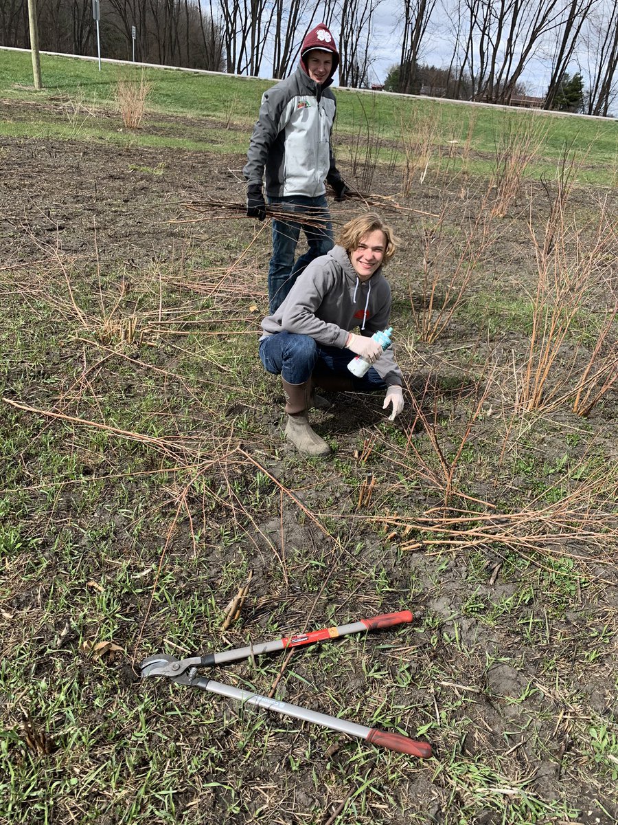 manchesterbio's tweet photo. Removing mulberry and maple trees in the prairie #SquireSTEM #coldbutfun #springbreakindiana #succession https://t.co/hIjSBYt0WR